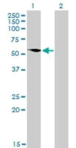 G3BP1 Antibody (2F3), Novus Biologicals 0.1 mg, Unconjugated:Antibodies,