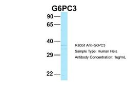 G6PC3 Rabbit anti-Human, Polyclonal, Novus Biologicals 0.1 mL | Buy Online | Novus Biologicals | Fisher Scientific