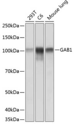 GAB1 Rabbit anti-Human, Mouse, Rat, Clone: 9F7T4, Novus Biologicals 20 &mu;g | Buy Online | Novus Biologicals | Fisher Scientific