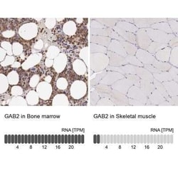 GAB2 Antibody, Novus Biologicals:Antibodies:Primary Antibodies