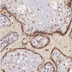 GAB2 Antibody, Novus Biologicals:Antibodies:Primary Antibodies