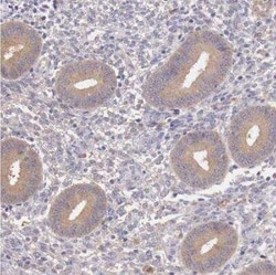 GAB2 Antibody, Novus Biologicals:Antibodies:Primary Antibodies