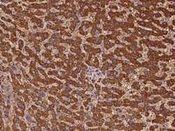 GAB2 Antibody, Novus Biologicals:Antibodies:Primary Antibodies