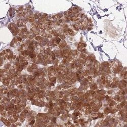 GABA-A R beta 1 Antibody, Novus Biologicals:Antibodies:Primary Antibodies