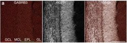 GABA-A R beta 3 Antibody, Novus Biologicals 0.1mL; Unlabeled:Antibodies,
