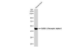 GABA-AR alpha 6 Antibody, Novus Biologicals 100 &mu;g | Buy Online | Novus Biologicals | Fisher Scientific