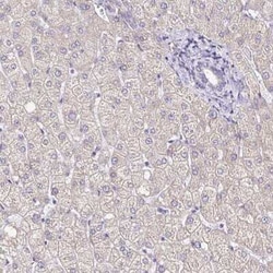 GABA-B R2 Antibody, Novus Biologicals:Antibodies:Primary Antibodies