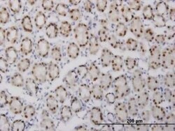 GABPA Antibody (5B6), Novus Biologicals 0.1 mg | Buy Online | Novus Biologicals | Fisher Scientific