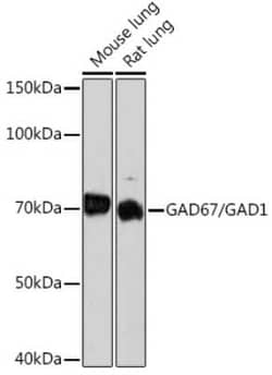 GAD1/GAD67 Rabbit anti-Human, Mouse, Rat, Clone: 4I8S8, Novus Biologicals