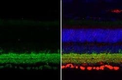 GAD1/GAD67 Antibody (HL1096), Novus Biologicals 100 &mu;g | Buy Online | Novus Biologicals | Fisher Scientific