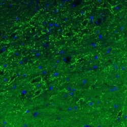 GAD1/GAD67 Antibody (CL2911), Novus Biologicals 25 &mu;L, Unconjugated:Antibodies,