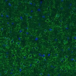 GAD1/GAD67 Antibody (CL2914), Novus Biologicals 25 &mu;L, Unconjugated:Antibodies,