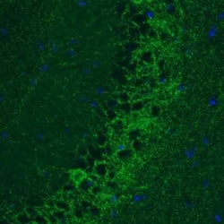 GAD1/GAD67 Antibody (CL2914), Novus Biologicals 25 &mu;L, Unconjugated:Antibodies,