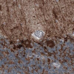 GAD1/GAD67 Antibody (CL2914), Novus Biologicals 25 &mu;L, Unconjugated:Antibodies,