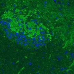 GAD1/GAD67 Antibody (CL2914), Novus Biologicals 25 &mu;L, Unconjugated:Antibodies,