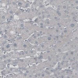 GAD1/GAD67 Antibody (CL2914), Novus Biologicals 25 &mu;L, Unconjugated:Antibodies,