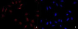 GADD153/CHOP Antibody, Novus Biologicals:Antibodies:Primary Antibodies