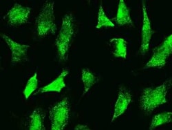 GADD153/CHOP Antibody, Novus Biologicals 50 &mu;g, Unconjugated:Antibodies,