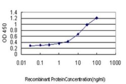 GADD45G Antibody (1D3), Novus Biologicals 50 &mu;g; Unconjugated:Antibodies,