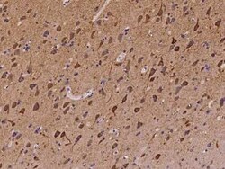 GADD45G Antibody, Novus Biologicals:Antibodies:Primary Antibodies