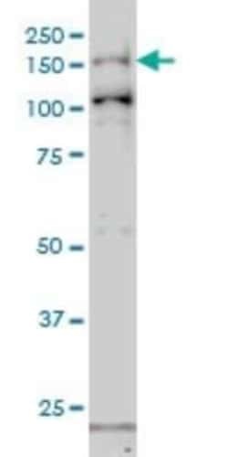 GAK Antibody (4C10), Novus Biologicals 0.1 mg | Buy Online | Novus Biologicals | Fisher Scientific
