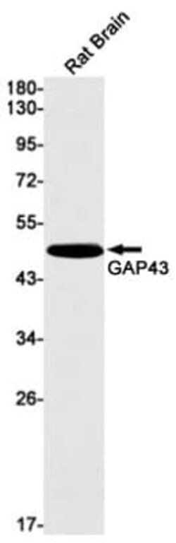 GAP-43 Antibody (S01-4F6), Novus Biologicals:Antibodies:Primary Antibodies