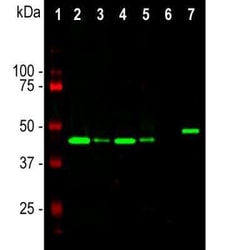 GAP-43 Antibody (3H14), Novus Biologicals 50 &mu;g; Unconjugated:Antibodies,