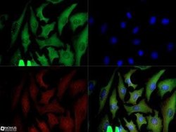GAPDH Antibody (13H12) - Azide and BSA Free, Novus Biologicals 0.1 mg;