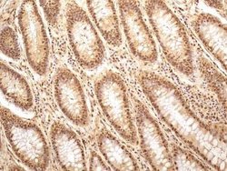 GAPDH Antibody (13H12) - Azide and BSA Free, Novus Biologicals 0.1 mg;