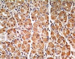 GAPDH Antibody (13H12) - Azide and BSA Free, Novus Biologicals 0.1 mg;