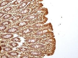 GAPDH Antibody (13H12) - Azide and BSA Free, Novus Biologicals 0.1 mg;