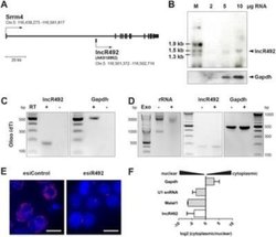 GAPDH Antibody (13H12) - Azide and BSA Free, Novus Biologicals 0.1 mg;