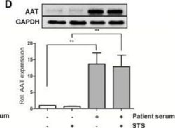 GAPDH Antibody (13H12) - Azide and BSA Free, Novus Biologicals 0.1 mg;