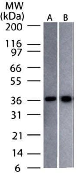 GAPDH Antibody (13H12) - Azide and BSA Free, Novus Biologicals 0.1 mg;