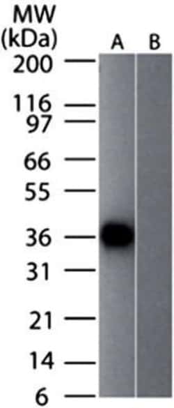 GAPDH Antibody (13H12) - Azide and BSA Free, Novus Biologicals 0.1 mg;