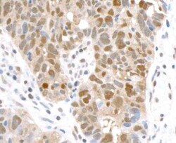 GAPDH Antibody (BLR103H), Novus Biologicals 100 &mu;g; Unconjugated:Antibodies,
