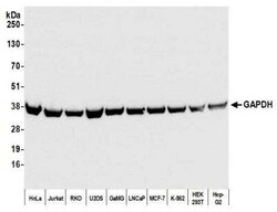 GAPDH Antibody (BLR103H), Novus Biologicals 100 &mu;g; Unconjugated:Antibodies,
