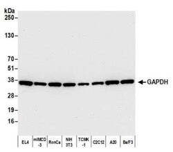 GAPDH Antibody (BLR103H), Novus Biologicals 100 &mu;g; Unconjugated:Antibodies,