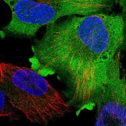 GAPDH Antibody, Novus Biologicals:Anticorps:Anticorps primaires