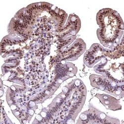 GAPDH Antibody, Novus Biologicals:Anticorps:Anticorps primaires