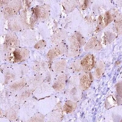 GAPDH Antibody, Novus Biologicals:Anticorps:Anticorps primaires
