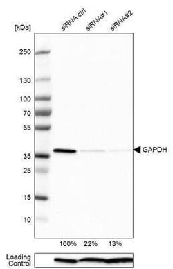 GAPDH Antibody, Novus Biologicals:Anticorps:Anticorps primaires