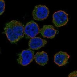 GAPT Rabbit anti-Human, Polyclonal, Novus Biologicals 25 &mu;g | Buy Online | Novus Biologicals | Fisher Scientific