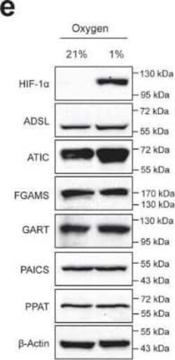 GART Antibody (4D6-1D5), Novus Biologicals 0.1 mg | Buy Online | Novus Biologicals | Fisher Scientific