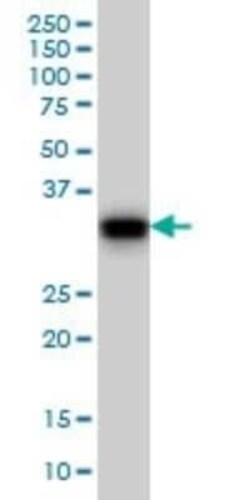 GAS2 Antibody (4E11), Novus Biologicals 0.1 mg | Buy Online | Novus Biologicals | Fisher Scientific