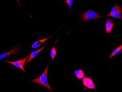 GAS2 Antibody, Novus Biologicals:Antibodies:Primary Antibodies