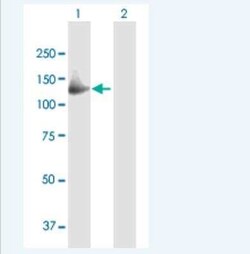 GAS2L2 Antibody, Novus Biologicals 50 &mu;g | Buy Online | Novus Biologicals | Fisher Scientific