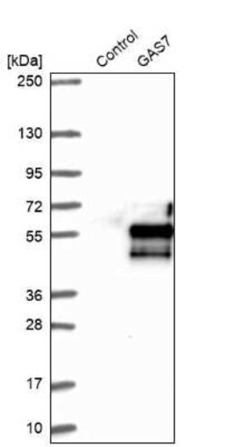 GAS7 Antibody, Novus Biologicals:Antibodies:Primary Antibodies