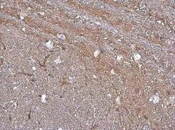 GAT-1/SLC6A1 Antibody, Novus Biologicals 100 &mu;g | Buy Online | Novus Biologicals | Fisher Scientific