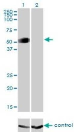 GATA-2 Antibody (2D11), Novus Biologicals 0.1 mg, Unconjugated:Antibodies,